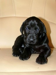 perry_dark