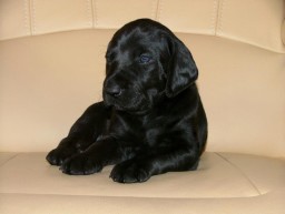 perry_dark2