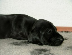 prinz