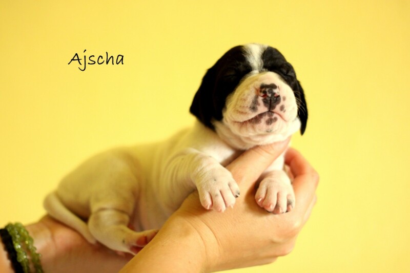 ajscha3