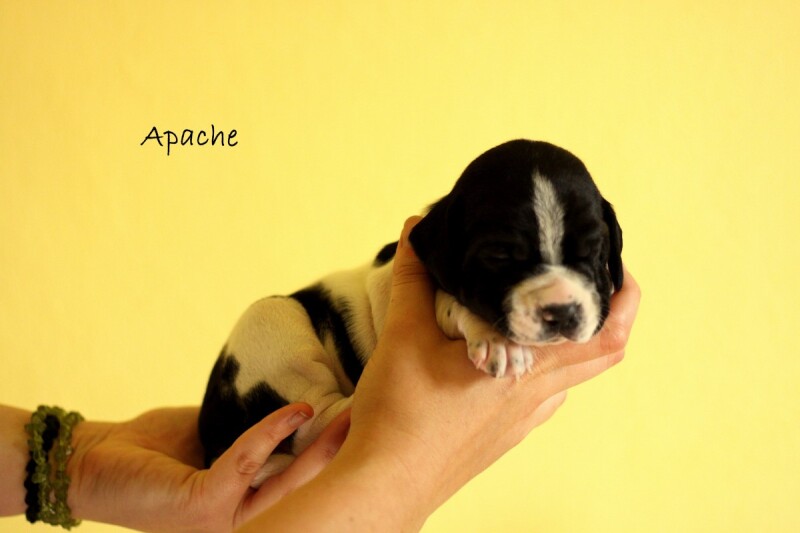 apache3