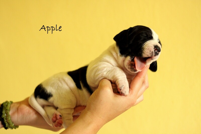 apple3