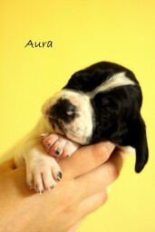 aura2