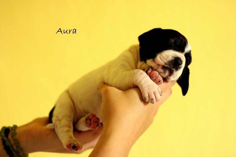 aura3