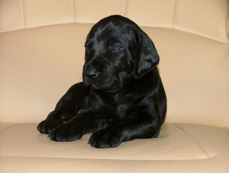 perry_dark2
