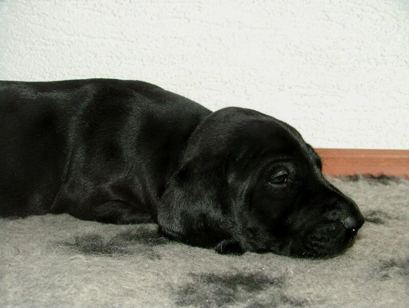 prinz